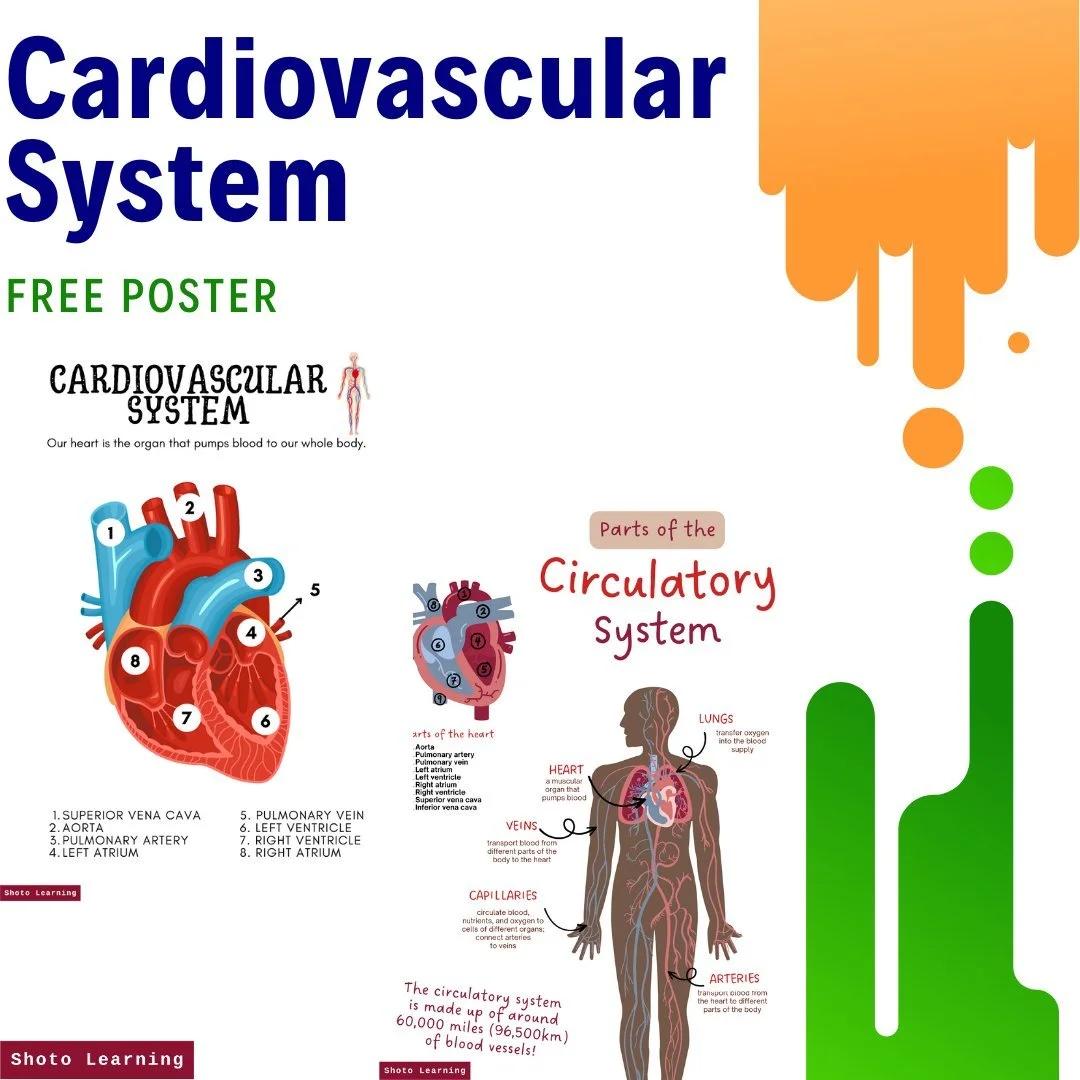 Cardiovascular System Fill-in-the-Blanks Worksheet for Students